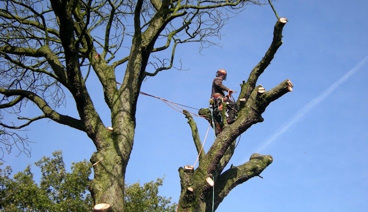 Tree Surgeons Essex- Specialists in Tree Surgery