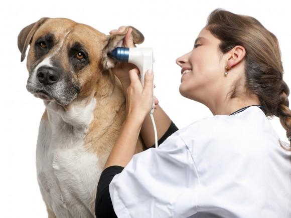 When To Call Animal Friendly North Shore Vet?