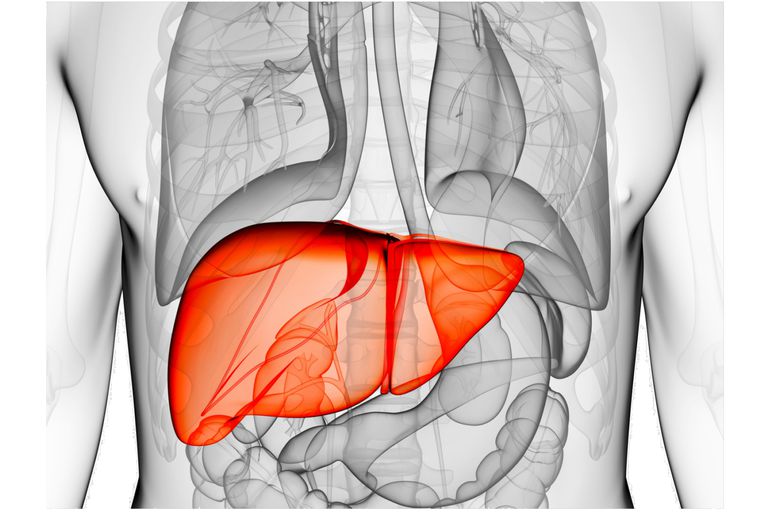 Benefits Of Improved Liver Functions